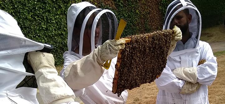 formation apiculture ; abeille ; ruche ; biodiversté ;